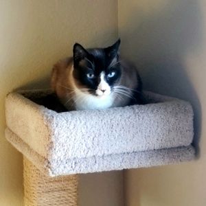 Meet your Posher, Debbie